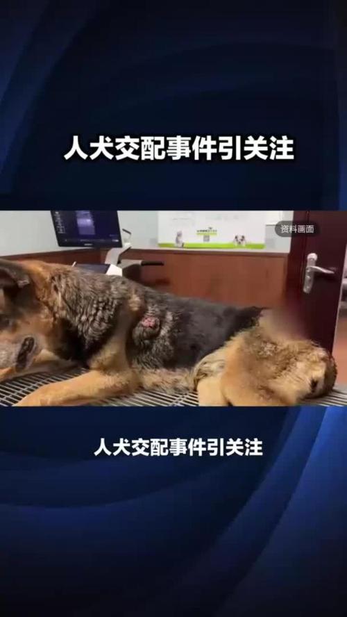 九龙抬棺张九阳林婉小说全文阅读 - 终极对决与真相揭晓